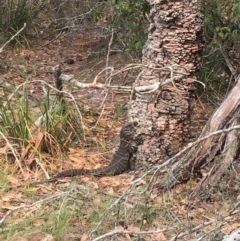 Varanus varius (Lace Monitor) at Bawley Point, NSW - 15 Jan 2020 by Marg