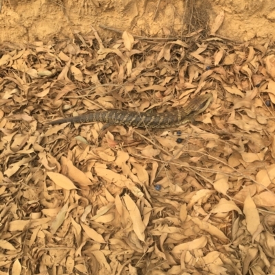 Tiliqua scincoides scincoides (Eastern Blue-tongue) at South Brooman State Forest - 14 Jan 2020 by Marg