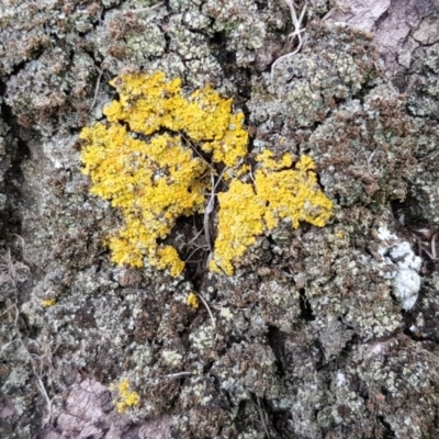 Xanthoria sp. (genus) (A lichen) at Acton, ACT - 15 Jan 2020 by Bioparticles