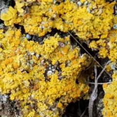 Xanthoria sp. at Acton, ACT - 15 Jan 2020 11:45 AM