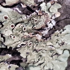 Parmeliaceae (family) (A lichen family) at Australian National University - 15 Jan 2020 by Bioparticles