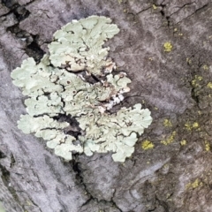 Parmeliaceae (family) at Acton, ACT - 15 Jan 2020 11:47 AM