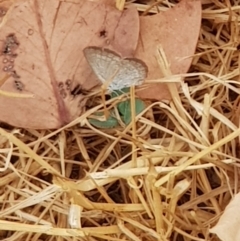 Zizina otis (Common Grass-Blue) at Acton, ACT - 14 Jan 2020 by Bioparticles