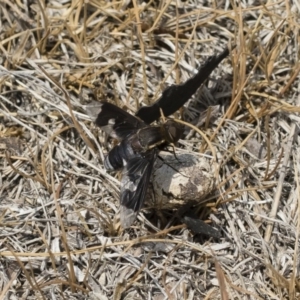 Balaana sp. (genus) at Bredbo, NSW - 12 Jan 2020