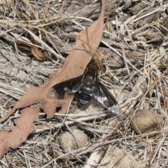 Balaana sp. (genus) at Bredbo, NSW - 12 Jan 2020