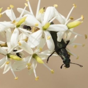 Eleale aspera at Bredbo, NSW - 12 Jan 2020