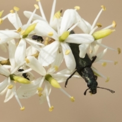 Eleale aspera (Clerid beetle) at Bredbo, NSW - 12 Jan 2020 by Illilanga