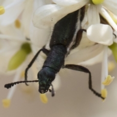 Eleale aspera at Bredbo, NSW - 12 Jan 2020