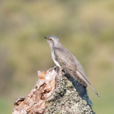 Cacomantis pallidus (Pallid Cuckoo) at Penrose, NSW - 1 Nov 2019 by NigeHartley