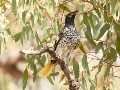 Anthochaera phrygia (Regent Honeyeater) at Watson, ACT - 15 Jan 2020 by Roger