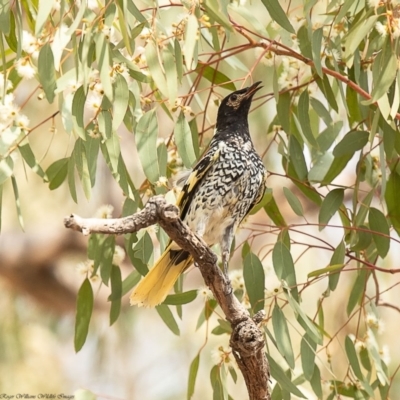 Anthochaera phrygia (Regent Honeyeater) at Watson, ACT - 15 Jan 2020 by Roger