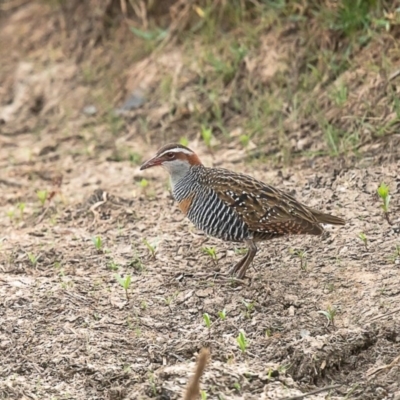 Gallirallus philippensis (Buff-banded Rail) at Dunlop, ACT - 15 Jan 2020 by Roger