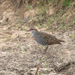 Gallirallus philippensis (Buff-banded Rail) at Dunlop, ACT - 14 Jan 2020 by Roger