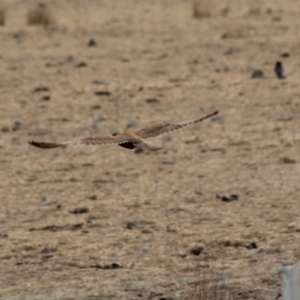 Falco berigora at Northangera, NSW - 15 Jan 2020