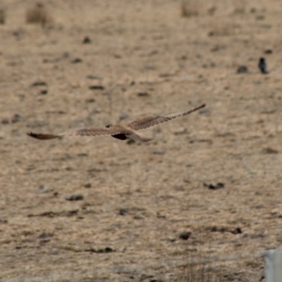 Falco berigora (Brown Falcon) at Northangera, NSW - 15 Jan 2020 by LisaH