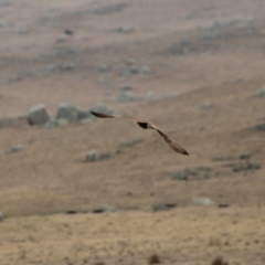 Falco berigora at Northangera, NSW - 15 Jan 2020 09:26 AM