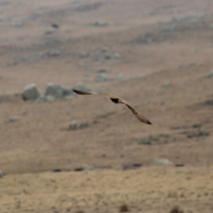 Falco berigora at Northangera, NSW - 15 Jan 2020
