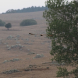 Falco berigora at Northangera, NSW - 15 Jan 2020 09:26 AM