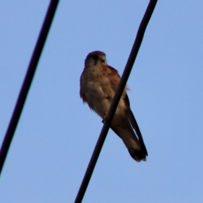 Falco cenchroides (Nankeen Kestrel) at Symonston, ACT - 15 Jan 2020 by LisaH