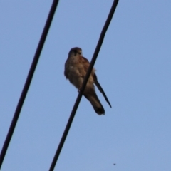 Falco cenchroides at Symonston, ACT - 15 Jan 2020 06:50 PM