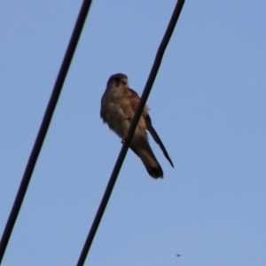 Falco cenchroides at Symonston, ACT - 15 Jan 2020 06:50 PM