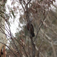 Callocephalon fimbriatum (Gang-gang Cockatoo) at Mongarlowe River - 14 Jan 2020 by LisaH