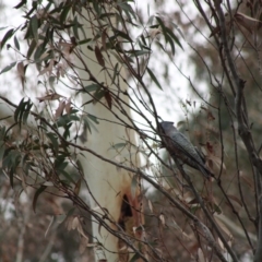 Callocephalon fimbriatum at Monga, NSW - suppressed