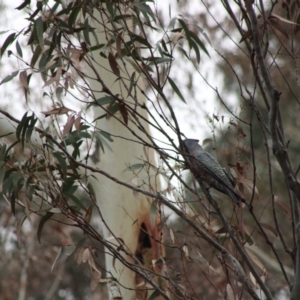 Callocephalon fimbriatum at Monga, NSW - 15 Jan 2020