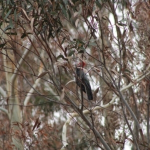 Callocephalon fimbriatum at Monga, NSW - 15 Jan 2020