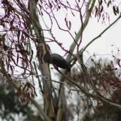 Callocephalon fimbriatum at Monga, NSW - 15 Jan 2020