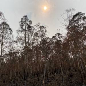 Callocephalon fimbriatum at Monga, NSW - 15 Jan 2020