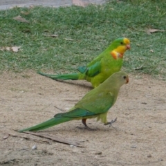 Polytelis swainsonii (Superb Parrot) at Garran, ACT - 15 Jan 2020 by JackyF