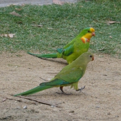 Polytelis swainsonii (Superb Parrot) at Federal Golf Course - 15 Jan 2020 by JackyF