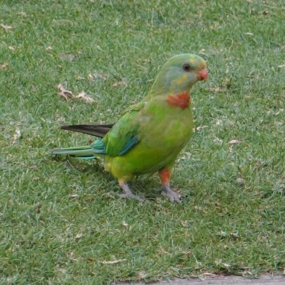 Polytelis swainsonii (Superb Parrot) at Federal Golf Course - 15 Jan 2020 by JackyF