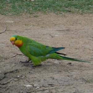 Polytelis swainsonii at Garran, ACT - 15 Jan 2020