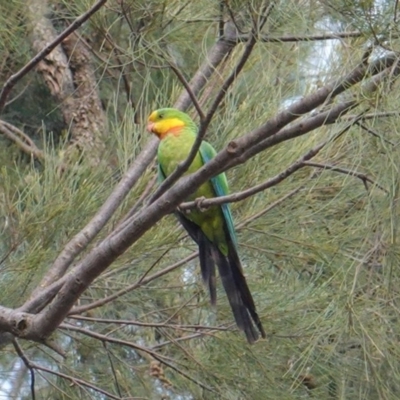 Polytelis swainsonii (Superb Parrot) at Garran, ACT - 15 Jan 2020 by JackyF