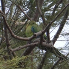 Polytelis swainsonii at Garran, ACT - 15 Jan 2020