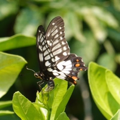 Papilio anactus (Dainty Swallowtail) at Hughes, ACT - 14 Jan 2020 by JackyF