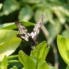 Papilio anactus at Hughes, ACT - 14 Jan 2020