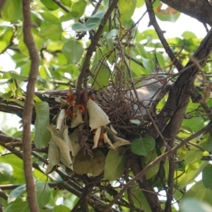 Ocyphaps lophotes at Hughes, ACT - 14 Jan 2020 12:14 PM