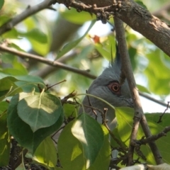 Ocyphaps lophotes at Hughes, ACT - 14 Jan 2020 12:14 PM