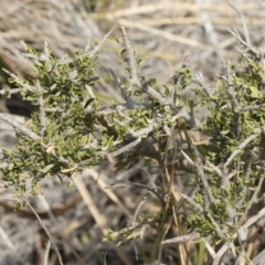 Melicytus angustifolius subsp. divaricatus (Divaricate Tree Violet) at Bredbo, NSW - 12 Jan 2020 by Illilanga