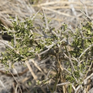 Melicytus angustifolius subsp. divaricatus at Bredbo, NSW - 12 Jan 2020