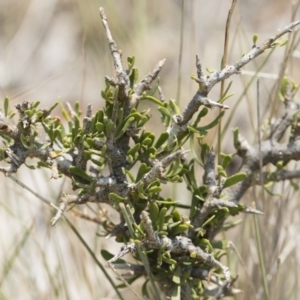 Melicytus angustifolius subsp. divaricatus at Bredbo, NSW - 12 Jan 2020 12:59 PM