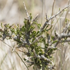 Melicytus angustifolius subsp. divaricatus at Bredbo, NSW - 12 Jan 2020