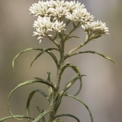 Cassinia longifolia at Bredbo, NSW - 12 Jan 2020 12:23 PM