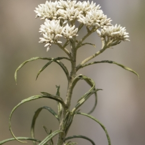 Cassinia longifolia at Bredbo, NSW - 12 Jan 2020