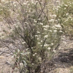 Cassinia longifolia at Bredbo, NSW - 12 Jan 2020