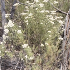 Cassinia longifolia at Bredbo, NSW - 12 Jan 2020