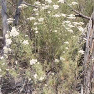 Cassinia longifolia at Bredbo, NSW - 12 Jan 2020 12:23 PM